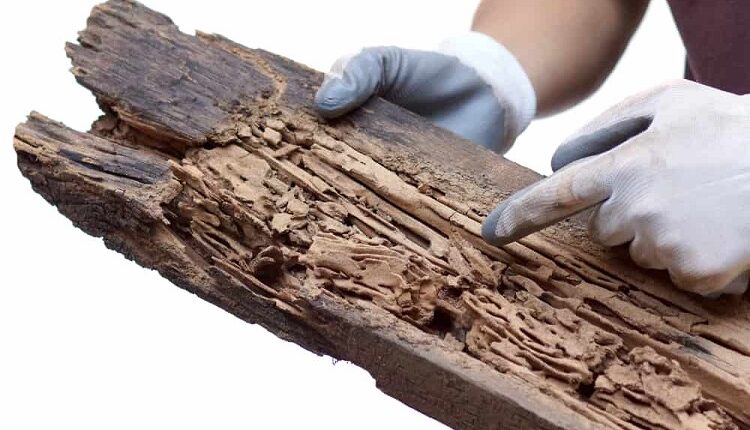 Termite Inspections